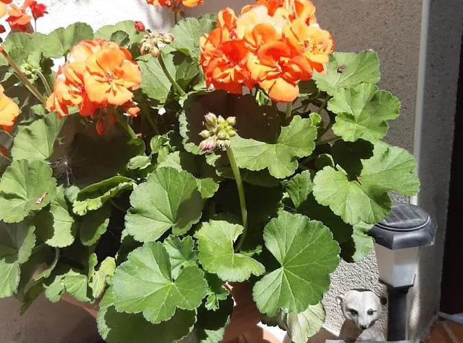 Seidelsferienparadiesgahlenz Apartment